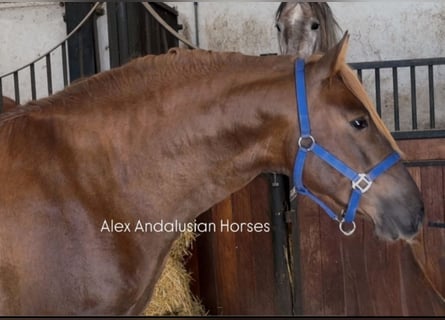 PRE Croisé, Étalon, 3 Ans, 160 cm, Alezan brûlé