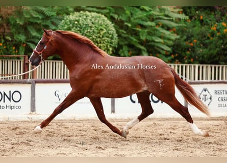 PRE Croisé, Étalon, 3 Ans, 160 cm, Alezan