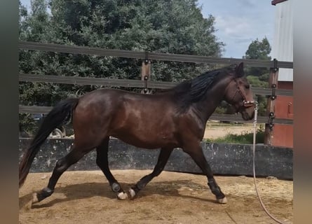 PRE Croisé, Étalon, 3 Ans, 160 cm, Bai brun