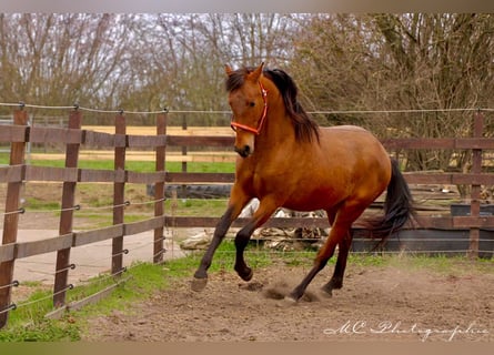 PRE Croisé, Étalon, 3 Ans, 160 cm, Bai