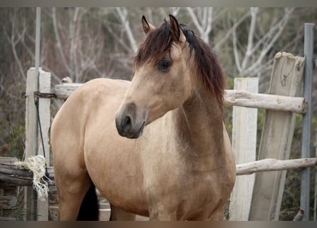 PRE Croisé, Étalon, 3 Ans, 160 cm, Buckskin