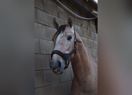 PRE, Étalon, 3 Ans, 160 cm, Gris