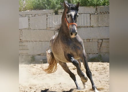 PRE Croisé, Étalon, 3 Ans, 160 cm, Gris