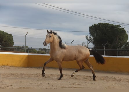 PRE Croisé, Étalon, 3 Ans, 160 cm, Isabelle