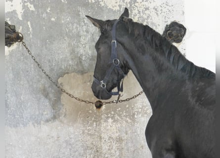 PRE Croisé, Étalon, 3 Ans, 160 cm, Noir