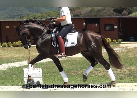 PRE Croisé, Étalon, 3 Ans, 161 cm, Alezan brûlé