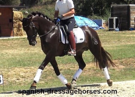 PRE Croisé, Étalon, 3 Ans, 162 cm, Alezan brûlé