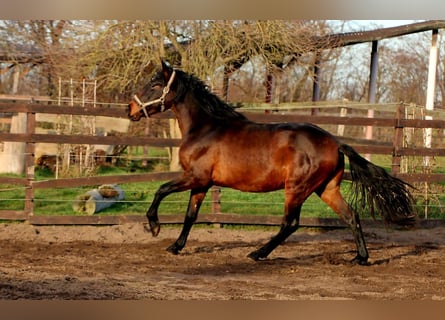 PRE Croisé, Étalon, 3 Ans, 162 cm, Bai