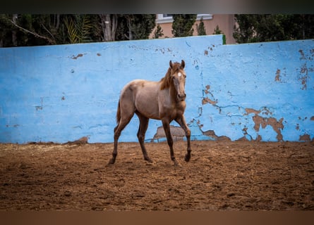 PRE Croisé, Étalon, 3 Ans, 162 cm, Champagne