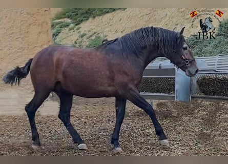 PRE Croisé, Étalon, 3 Ans, 162 cm, Gris