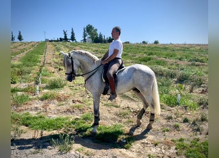 PRE, Étalon, 3 Ans, 162 cm, Gris