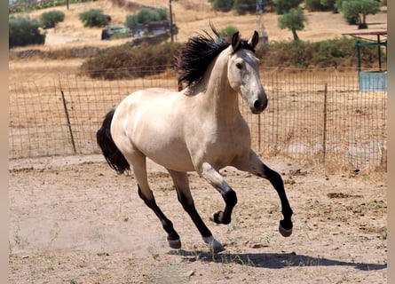PRE Croisé, Étalon, 3 Ans, 162 cm, Isabelle
