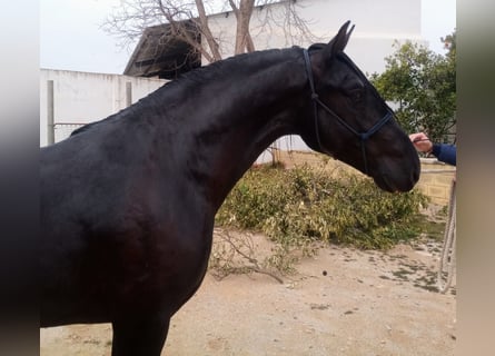 PRE, Étalon, 3 Ans, 162 cm, Noir
