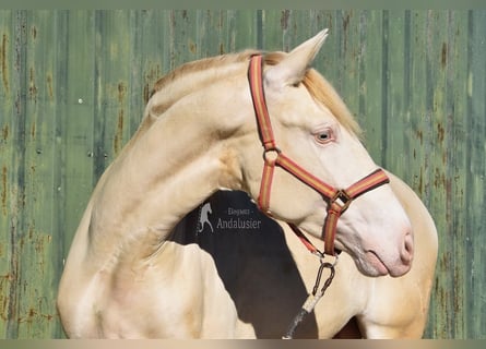 PRE Croisé, Étalon, 3 Ans, 162 cm, Perlino