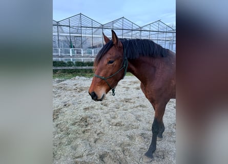 PRE, Étalon, 3 Ans, 163 cm, Bai