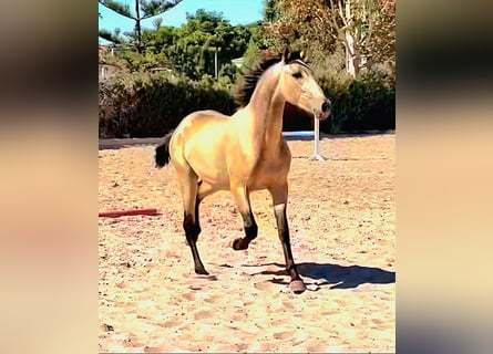 PRE Croisé, Étalon, 3 Ans, 163 cm, Buckskin