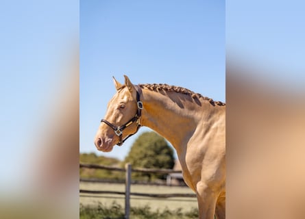 PRE Croisé, Étalon, 3 Ans, 163 cm, Perle