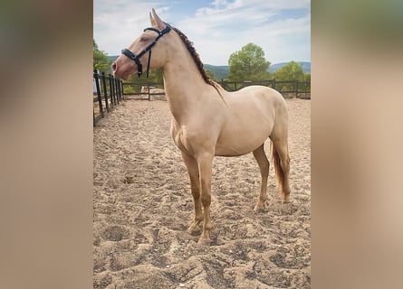 PRE, Étalon, 3 Ans, 163 cm, Perlino