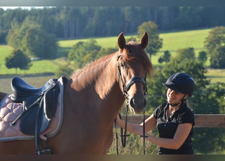 PRE, Étalon, 3 Ans, 164 cm, Alezan