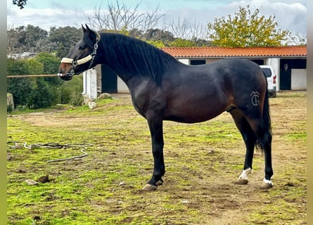 PRE Croisé, Étalon, 3 Ans, 164 cm, Bai brun