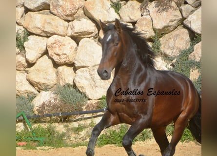 PRE Croisé, Étalon, 3 Ans, 164 cm, Bai