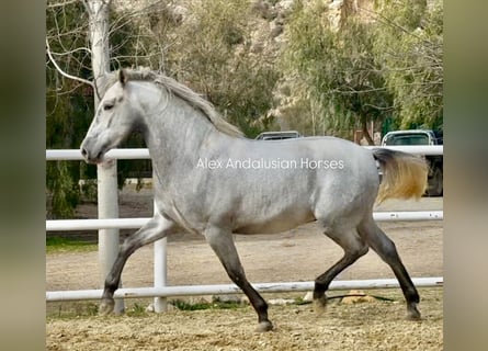 PRE Croisé, Étalon, 3 Ans, 164 cm, Gris