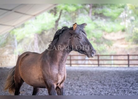 PRE, Étalon, 3 Ans, 164 cm, Noir