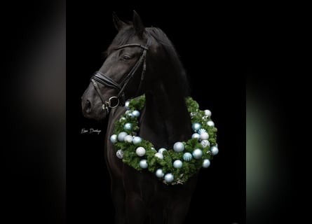 PRE Croisé, Étalon, 3 Ans, 164 cm, Noir