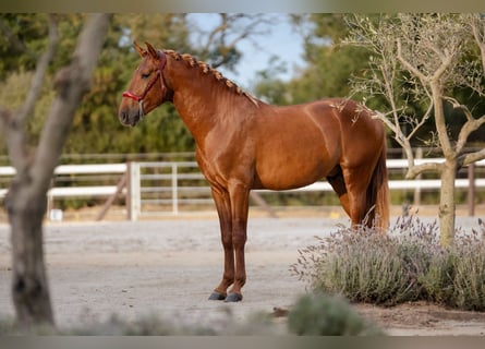 PRE Croisé, Étalon, 3 Ans, 165 cm, Alezan brûlé