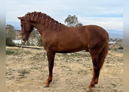 PRE Croisé, Étalon, 3 Ans, 165 cm, Alezan