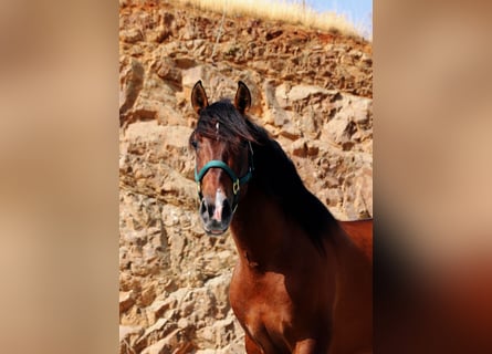 PRE Croisé, Étalon, 3 Ans, 165 cm, Bai