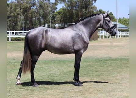 PRE Croisé, Étalon, 3 Ans, 165 cm, Gris