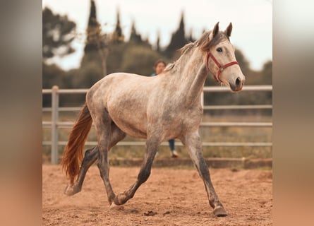 PRE, Étalon, 3 Ans, 165 cm, Gris