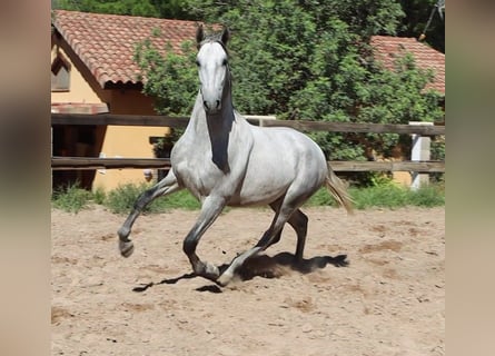 PRE Croisé, Étalon, 3 Ans, 165 cm, Gris pommelé