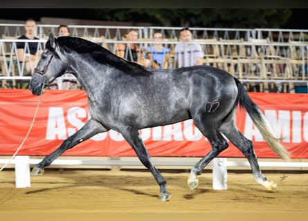 PRE Croisé, Étalon, 3 Ans, 165 cm, Gris pommelé