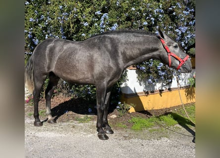 PRE Croisé, Étalon, 3 Ans, 165 cm, Gris pommelé