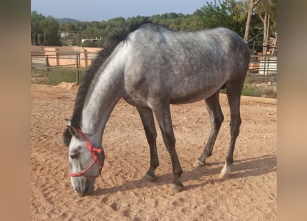 PRE, Étalon, 3 Ans, 165 cm, Gris pommelé