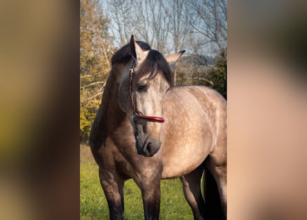 PRE Croisé, Étalon, 3 Ans, 165 cm, Isabelle