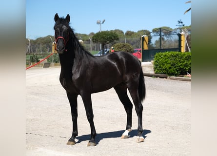 PRE, Étalon, 3 Ans, 165 cm, Noir
