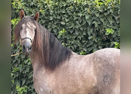 PRE Croisé, Étalon, 3 Ans, 166 cm, Gris pommelé