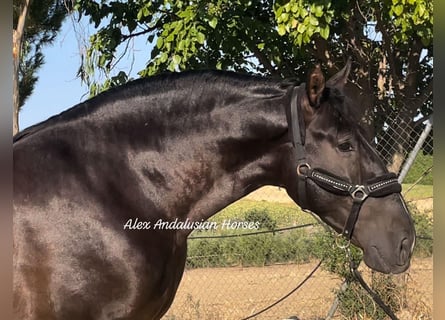 PRE Croisé, Étalon, 3 Ans, 166 cm, Noir