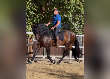 PRE Croisé, Étalon, 3 Ans, 167 cm, Bai brun