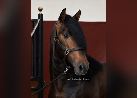 PRE Croisé, Étalon, 3 Ans, 167 cm, Bai brun