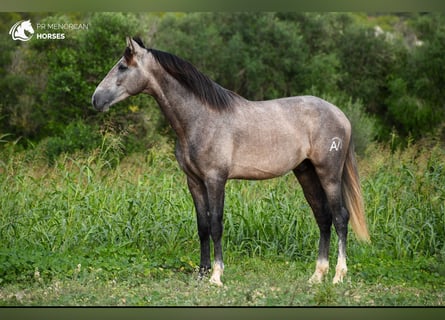 PRE, Étalon, 3 Ans, 167 cm, Gris