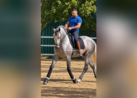 PRE Croisé, Étalon, 3 Ans, 167 cm, Gris
