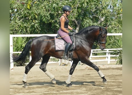 PRE, Étalon, 3 Ans, 168 cm, Bai brun