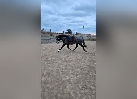 PRE, Étalon, 3 Ans, 168 cm, Gris