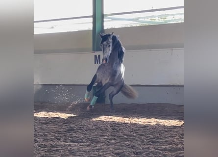 PRE Croisé, Étalon, 3 Ans, 168 cm, Gris pommelé