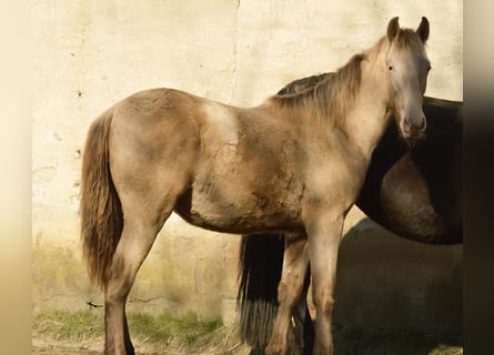 PRE Croisé, Étalon, 3 Ans, 168 cm, Perle