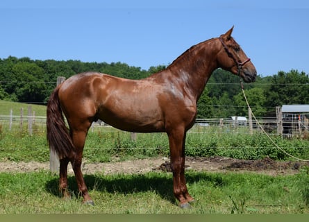 PRE Croisé, Étalon, 3 Ans, 170 cm, Alezan
